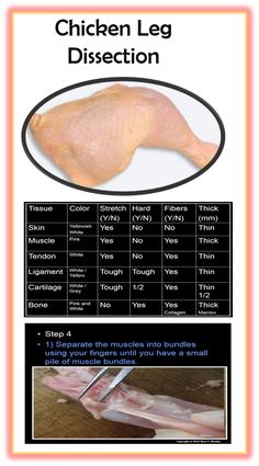 chicken leg dissection chart with instructions