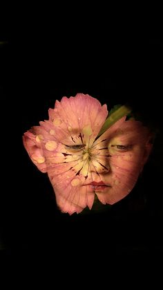 a pink flower with drops of water on it's petals in front of a black background