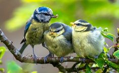 two small birds sitting on top of a tree branch next to each other and one has its beak in it's mouth