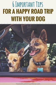 two dogs sitting in the back seat of a car with text overlay reading 6 important tips for a happy road trip with your dog