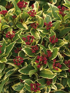 a bush with green leaves and red flowers in the center is surrounded by other plants