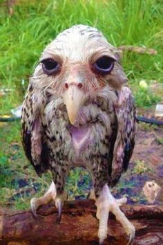 an owl sitting on top of a tree branch with it's eyes wide open