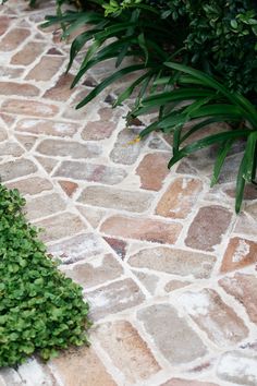 a green plant sitting on top of a stone walkway