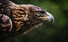 a large bird with brown and yellow feathers