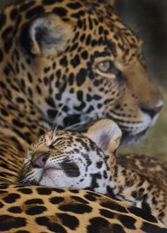 an adult and baby leopard laying next to each other