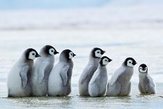 five baby penguins are standing in the water