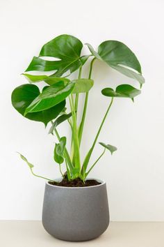 a potted plant sitting on top of a table next to a white wall with green leaves