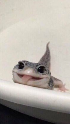 a small gecko sitting in a bathtub with its mouth open and tongue out