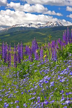 a field full of purple flowers with mountains in the background