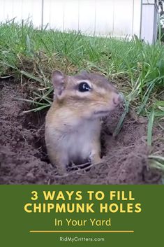 a small rodent is poking its head out of the ground with grass in front of it