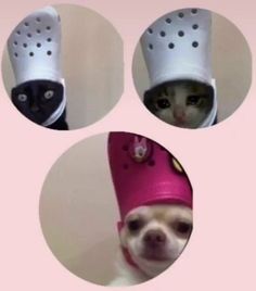 three pictures of a dog wearing crocs on its head