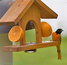 a bird is perched on top of a bird feeder