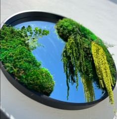 there is a mirror with some plants in it