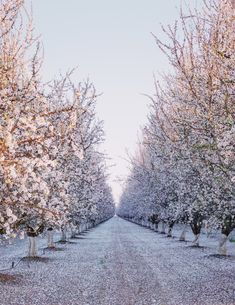 an empty road lined with trees covered in white flowers on both sides and one lane leading to the end