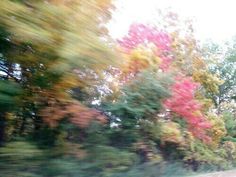 a blurry photo of trees in the fall with red and yellow leaves on them