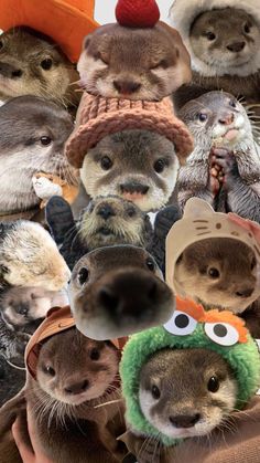 an image of otters wearing hats and holding onto each other's heads in front of the camera