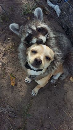 a raccoon sitting on top of a dog's head next to a fence