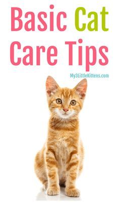 an orange cat sitting on top of a white floor next to the words basic cat care tips