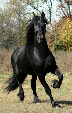 a black horse is galloping in the grass