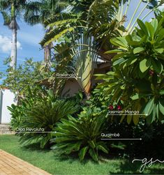 the names of different types of trees and plants in front of a house with palm trees