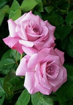 two pink roses with green leaves in the background