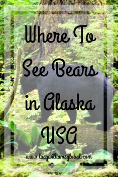 a black bear in the woods with text overlay that says where to see bears in alaska