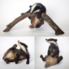 four different pictures of a raccoon climbing on a tree branch with it's paws in the air