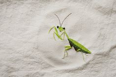 a close up of a green insect on a white cloth