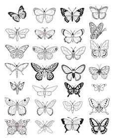 the butterflies are drawn in black and white