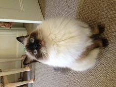 a fluffy cat sitting on the floor in front of a door looking at the camera