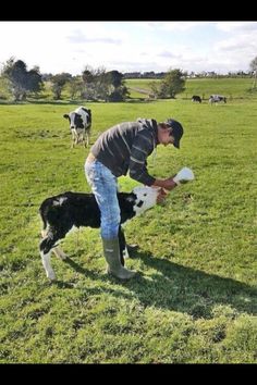 a man is feeding his dog some food in the field while cows are grazing behind him