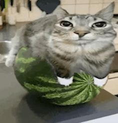 a cat is sitting on top of a watermelon in the middle of a kitchen