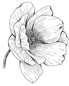 an ink drawing of a flower