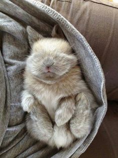 a small white kitten sitting on top of a couch under a gray blanket with its eyes closed