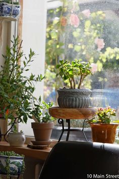 several potted plants on a table in front of a window with rain coming through