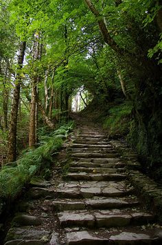 a stone path in the middle of a forest