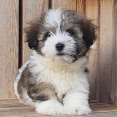 a puppy sitting on the ground next to a wooden door