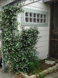 a house with white flowers growing on it's side