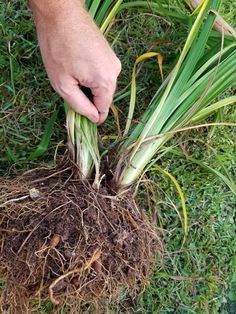 Day Lilly Landscaping, Lilly Garden Ideas, Tie Napkins, Day Lilies Care, Day Lillies, Lilly Garden, Lilly Plants, Gardening Tricks, Special Plants