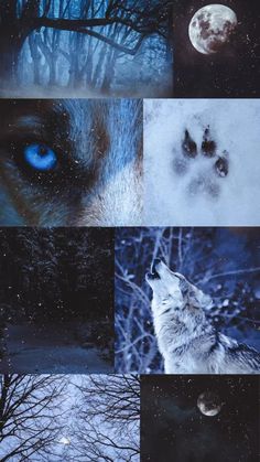 the collage shows different images of wolfs and their tracks in snow, trees, and moon