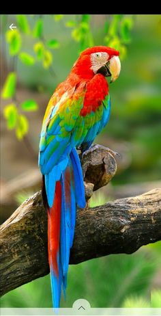 a colorful parrot sitting on top of a tree branch