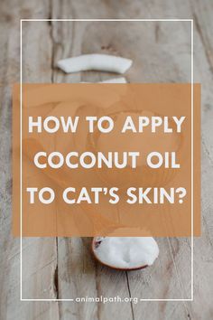 coconut oil with the words how to apply coconut oil to cat's skin?