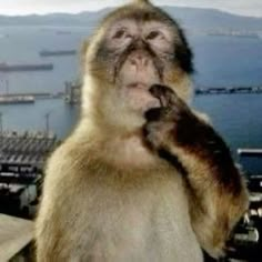 a monkey sitting on top of a building next to the ocean