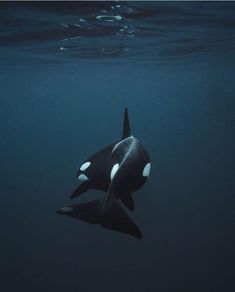 an orca swimming in the ocean with its head above water's surface looking up