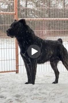 a large black dog standing in the snow next to a metal fence and an orange gate