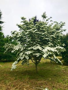 a tree with white flowers in the middle of a field