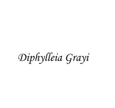 the words dippyfleia gravii written in black ink on a white background