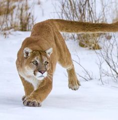 a mountain lion running through the snow