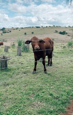 two brown cows standing on top of a grass covered field next to a wire fence