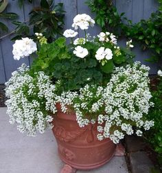 a potted plant with white flowers in it